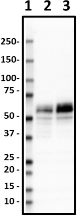 Biolegend HRP anti-Tau, 210-230, Quantity: Each of 1