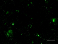 Biolegend Alexa Fluor 488 anti-Tau, 210-230, Quantity: Each of 1