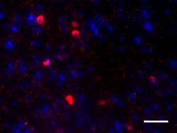 Biolegend Alexa Fluor 594 anti-Tau, 210-230, Quantity: Each of 1