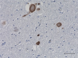 Biolegend Purified (azide-free) anti-α-Synuclein, 115-121, Quantity: Each