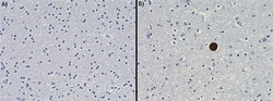 Biolegend Biotin anti-α-Synuclein, 103-108, Quantity: Each of 1