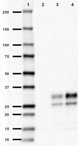 Biolegend Purified (azide-free) anti-CD230 (Prion), Quantity: Each of 1