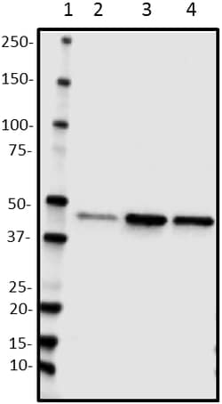 Biolegend Biotin anti-TDP43, Quantity: Each of 1