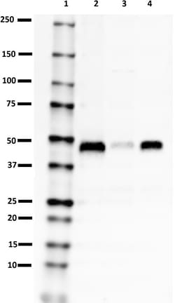 Biolegend Purified (azide-free) anti-Parkin, Quantity: Each of 1