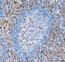 Biolegend Purified anti-S100A4, Quantity: Each of 1