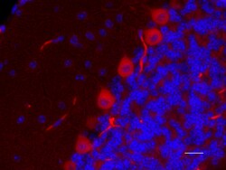 Biolegend Alexa Fluor 594 anti-GluR2, Quantity: Each of 1