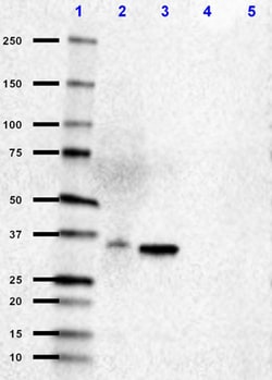 Biolegend Purified (azide-free) anti-Apo E4, Quantity: Each of 1