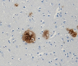 Biolegend Biotin (azide-free) anti-β-Amyloid, x-42, Quantity: Each of 1