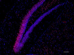 Biolegend Alexa Fluor 594 anti-MECP2, Quantity: Each of 1
