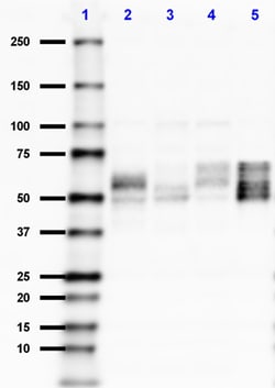 Biolegend Purified (azide-free) anti-Tau, 189-195, Quantity: Each of 1
