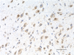Biolegend Purified (azide-free) anti-Mitofusin-1, Quantity: Each of 1