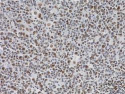 Biolegend Purified (azide-free) anti-HDAC2, Quantity: Each of 1
