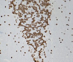 Biolegend Purified (azide-free) anti-Histone H3 Trimethyl (Lys9), Quantity: