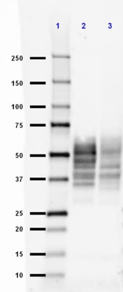 Biolegend Purified (azide-free) anti-Tau, 1-100, Quantity: Each of 1