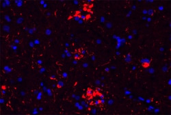 Biolegend Alexa Fluor 594 anti-Tau, 1-100, Quantity: Each of 1