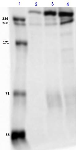 Biolegend Purified (azide-free) anti-IP3R1, Quantity: Each of 1