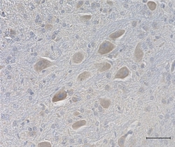 Biolegend Purified (azide-free) anti-NMDAR1, Quantity: Each of 1