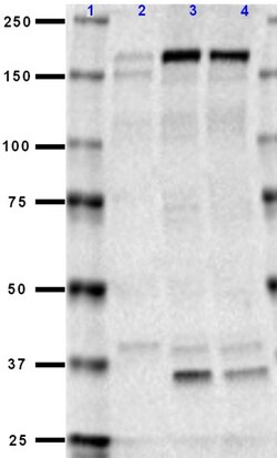Biolegend Purified (azide-free) anti-NMDAR2B, Quantity: Each of 1