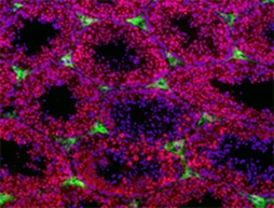 Biolegend Alexa Fluor 594 anti-Histone H3 (C-terminus), Quantity: Each