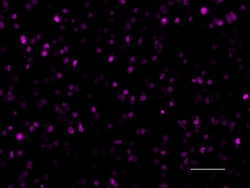 Biolegend Alexa Fluor 647 anti-Histone H3 (C-terminus), Quantity: Each