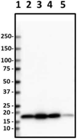Biolegend HRP anti-Histone H3 (C-terminus), Quantity: Each of 1