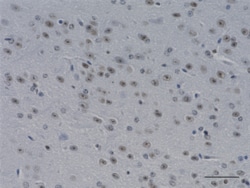 Biolegend Purified anti-Histone H3 (C-terminus), Quantity: Each of 1