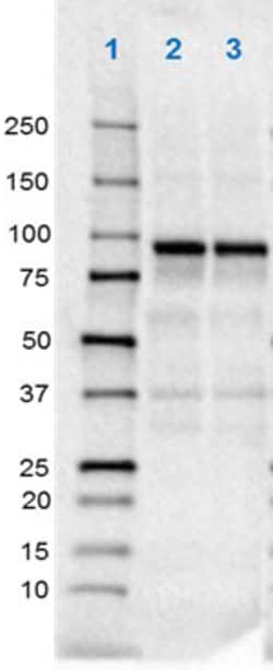 Biolegend Purified (azide-free) anti-GluR1, Quantity: Each of 1