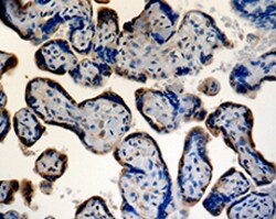 Biolegend Purified (azide-free) anti-Thorase (Atad1), Quantity: Each of