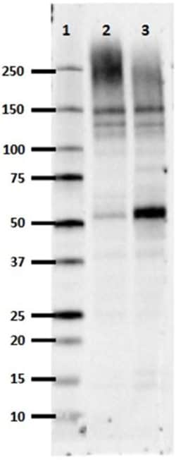 Biolegend Purified (azide-free) anti-Brevican, Quantity: Each of 1
