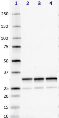 Biolegend Purified (azide-free) anti-VDAC1, Quantity: Each of 1