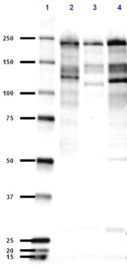 Biolegend Purified (azide-free) anti-Ankyrin-B, Quantity: Each of 1