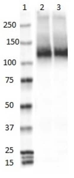 Biolegend Purified (azide-free) anti-KCC2, Quantity: Each of 1