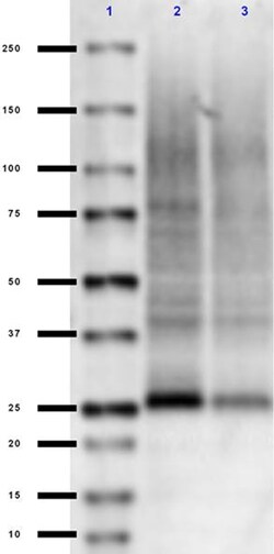 Biolegend Purified (azide-free) anti-Presenilin 1 (NH2 terminus), Quantity: