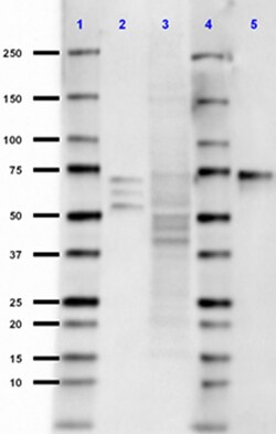 Biolegend Purified (azide-free) anti-4R Tau, Quantity: Each of 1
