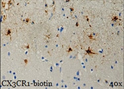 Biolegend Biotin anti-CX3CR1, Quantity: Each of 1
