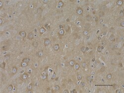 Biolegend Purified (azide-free) anti-PP2AC (Leu309), Quantity: Each of