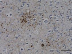 Biolegend Purified (azide-free) anti-Tau, 157-168, Quantity: Each of 1