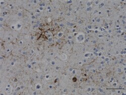 Biolegend Purified (azide-free) anti-Tau, 157-168, Quantity: Each of 1