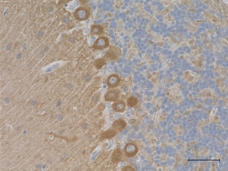 Biolegend Purified (azide-free) anti-MAP6 (STOP), Quantity: Each of 1
