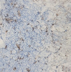 Biolegend Purified (azide-free) anti-CD33, Quantity: Each of 1