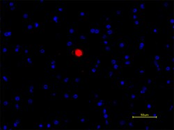 Biolegend Alexa Fluor 594 anti-α-Synuclein Phospho (Ser129), Quantity: