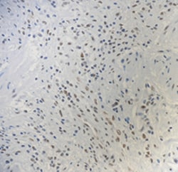 Biolegend Purified (azide-free) anti-HSF1, Quantity: Each of 1