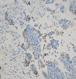 Biolegend Purified anti-CD171 (L1), Quantity: Each of 1