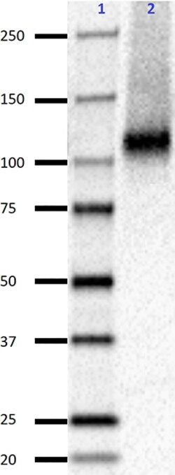 Biolegend Purified anti-NMDAR1, Quantity: Each of 1