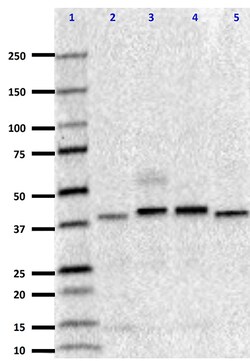Biolegend Purified (azide-free) anti-IGBP-1, Quantity: Each of 1