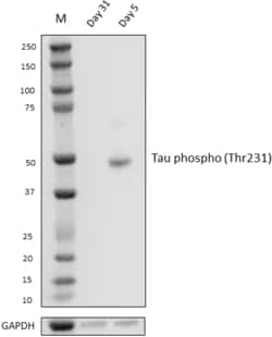 Biolegend Purified (azide-free) anti-Tau Phospho (Thr231), Quantity: Each