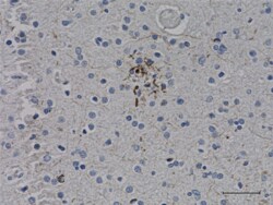 Biolegend Purified (azide-free) anti-Tau Phospho (Ser396), Quantity: Each