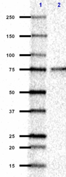 Biolegend Purified (azide-free) anti-HSF2, Quantity: Each of 1