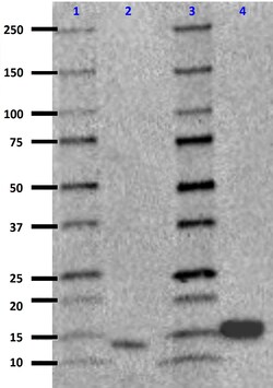 Biolegend Purified (azide-free) anti-IL-17F, Quantity: Each of 1