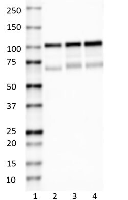 Biolegend Purified (azide-free) anti-CASK, Quantity: Each of 1